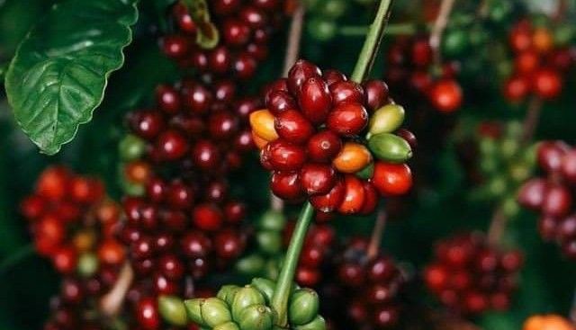 Napoli Coffee - Sinh Tố