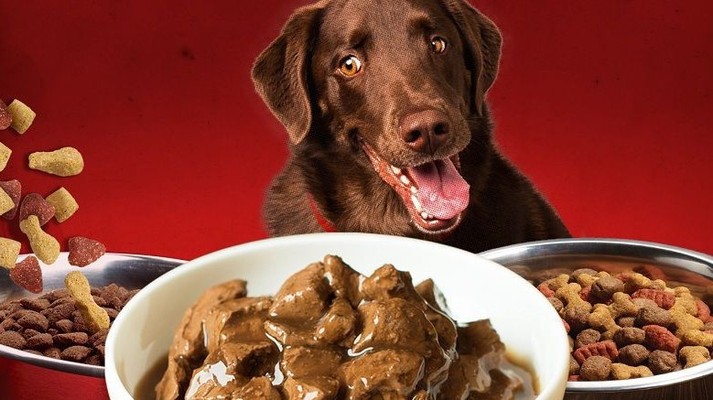 Neko Neko Pet Shop - Đinh Tiên Hoàng