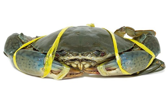 Vựa Cua Cà Mau - Lý Phục Man