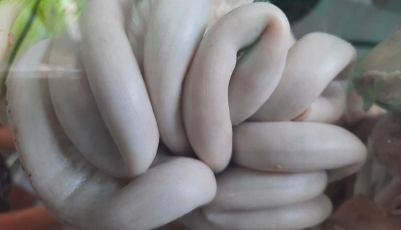 Lòng Hai Da Huyền Vũ - Bạch Đằng