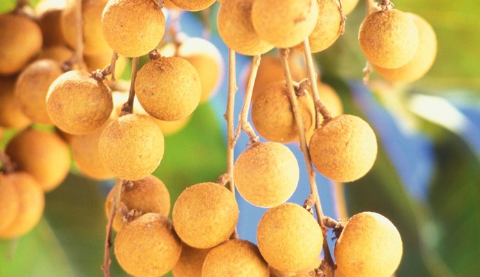 Ông Tú - Trái Cây Tươi