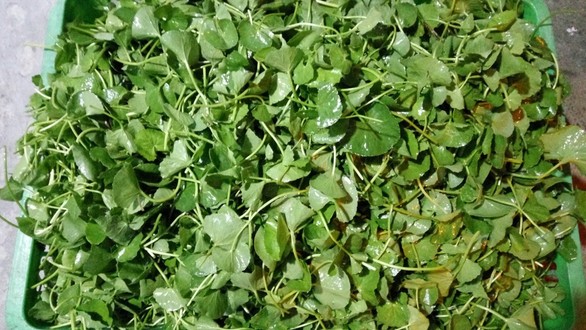 GreenUp - Hoa Đào