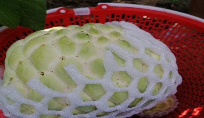 Trúc Ly - Trái Cây Tươi