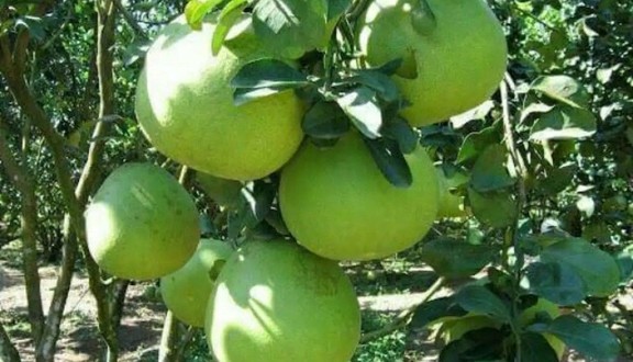 Lúa Mì - Phạm Thị Giây