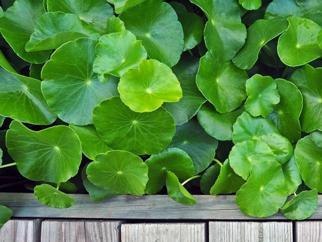 Rau Má Lá - Đồ Uống Tươi Sạch - Lê Văn Hưu