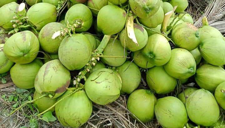 Trái Cây Miền Tây Cậu 3 - Đông Bắc