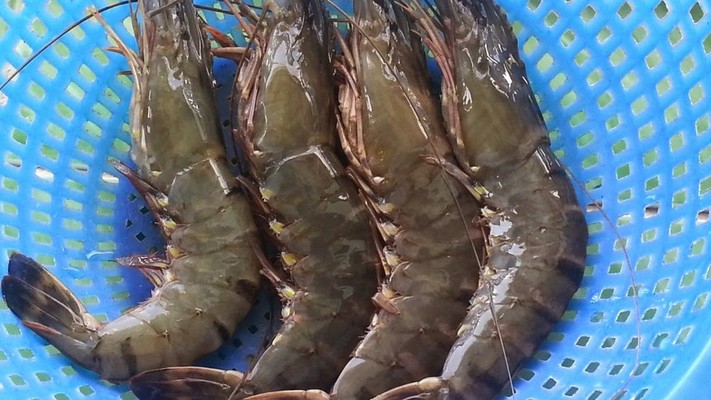 Hải Sản Phú Quốc - Tôm Sú Biển & Mực Ống Tươi