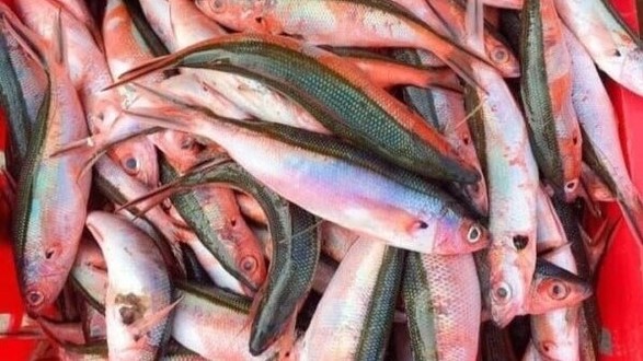 Thiên Huy - Đặc Sản Miền Trung