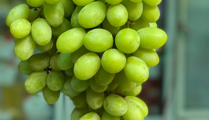 An Linh - Fruits - Nguyễn Xí