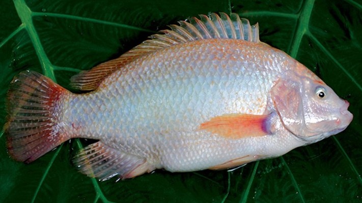 Ốc Hà Long Food - Cá Điêu Hồng & Tôm Thẻ Sống