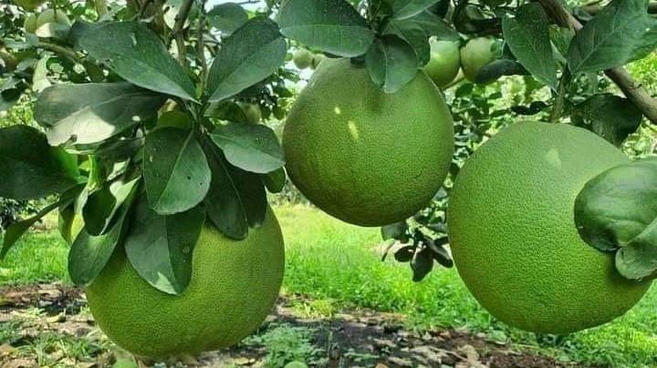 My Tú - Trái Cây & Nông Sản Miền Tây - Hoàng Hoa Thám