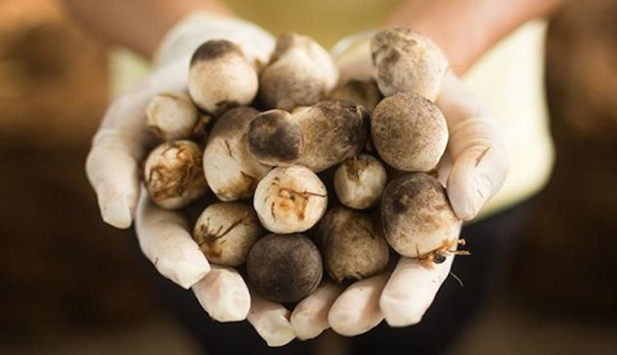 Nấm Sạch Sài Gòn Deli - Đỗ Thừa Luông
