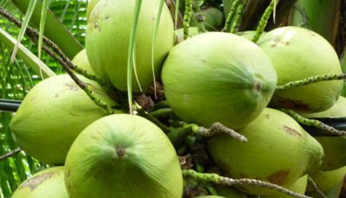 Phường Huyền - Đặc Sản Dừa Xiêm - Cầu Đơ 5