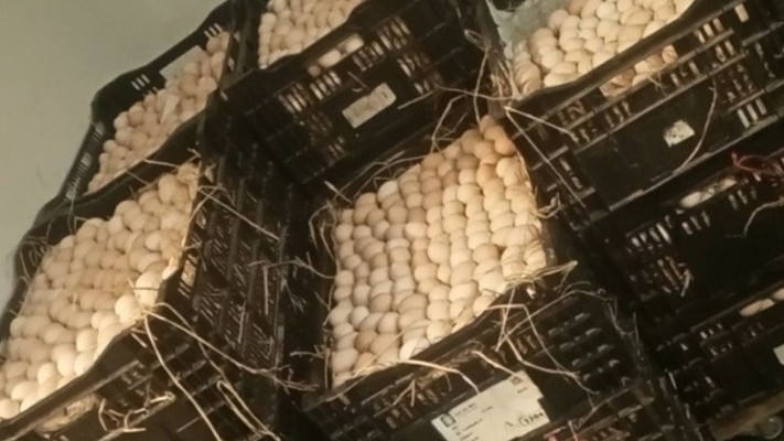 Gia Hưng - Trứng Các Loại Sỉ & Lẻ - Nguyễn Gia Trí