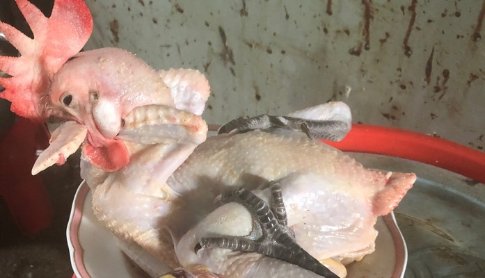 Gà Ta Thả Vườn Ngọc Phát - Thoại Ngọc Hầu