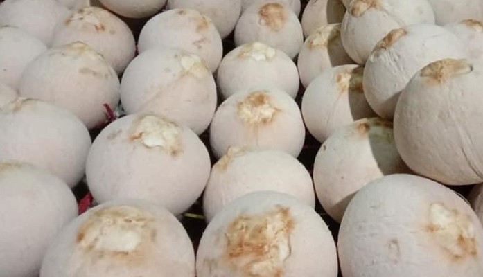 Cửa Hàng Dừa Xiêm Ngọt Thái Thiện - Phan Chu Trinh