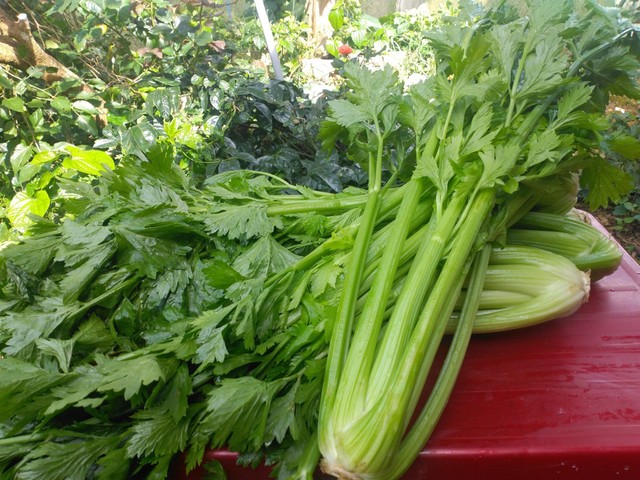 Cherry Phương - Rau Củ Đà Lạt - Đặng Đức Thuật