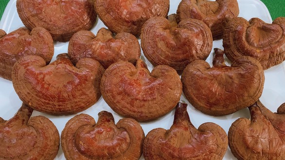 Trại Nấm Lico An Thịnh - Xuân Thủy