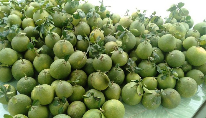 Quán 282 - Dừa Xiêm Xanh Bến Tre - Diên Hồng