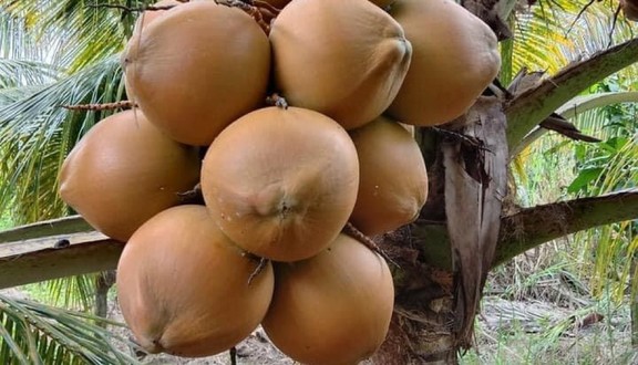 Vựa Dừa Bé Oanh - 99 Nam Cao