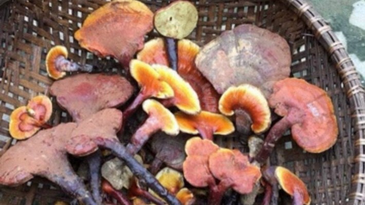 Đặc Sản 365 - Thảo Dược Tây Bắc - Lê Văn Thịnh