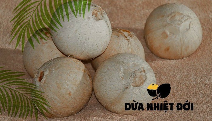 Dừa Nhiệt Đới - Huỳnh Tấn Phát