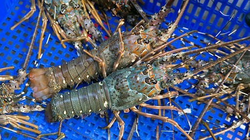Hải Sản Tươi Sống Thanh Hương Chi Nhánh 2 - Đường 2/9