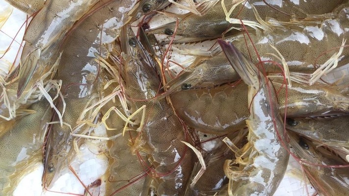 Cửa Hàng Kim Thu - Hải Sản Tươi Sống - Vũ Tùng