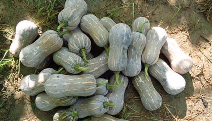 Thực Phẩm Ngân An - Thành Công