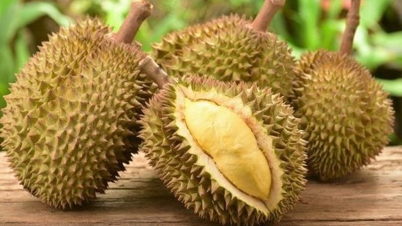 Sầu Riêng Sạch 440 - Hoàng Sa