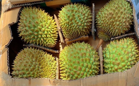 Sầu Riêng Đông Thư -  Phạm Văn Thuận