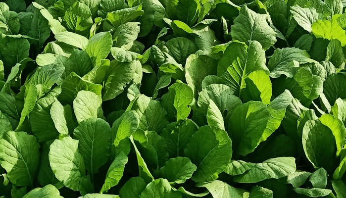 Cửa Hàng Trần Phúc - Trần Công An