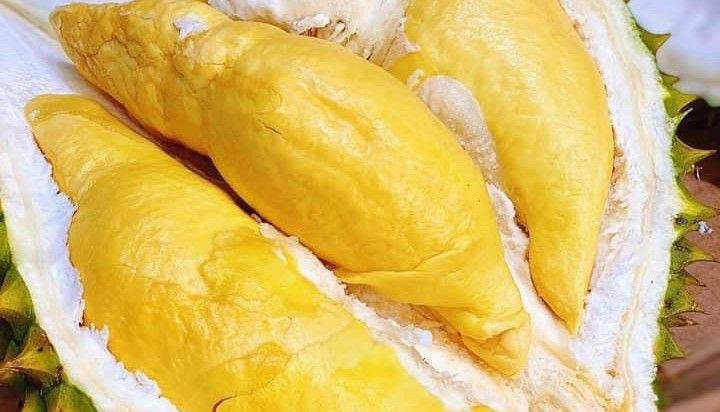 Sầu Riêng Cô Quanh - Hà Huy Tập