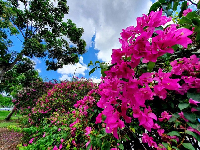 Nhung VN Tester - 1000011651 Mường Nhé