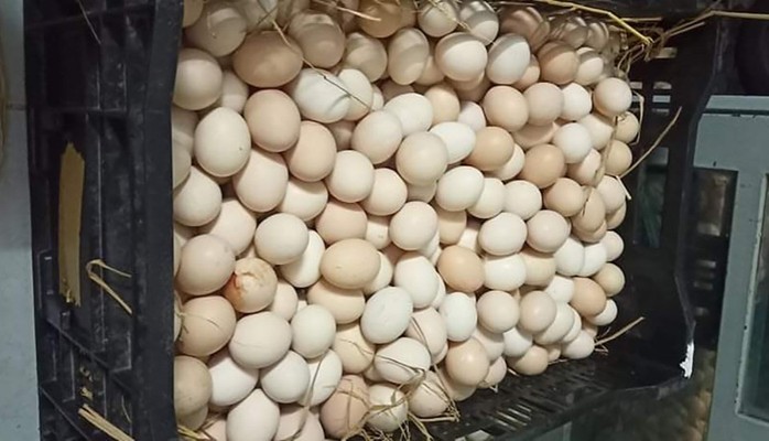 Trinh Pham - Trứng Gà Ác Tươi - Tôn Thất Thuyết