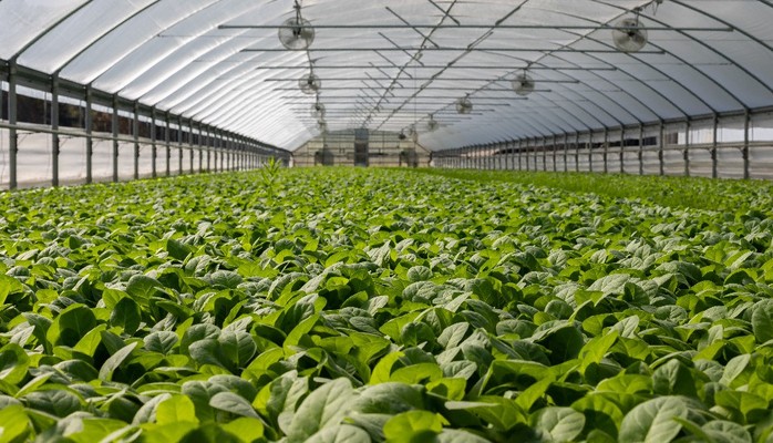 Hoa Quỳnh Mart - Thực Phẩm Sạch Tươi Sống & Rau Củ Quả Tươi Mỗi Ngày