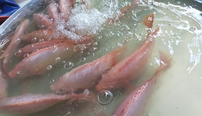 Tạp Hóa Và Thực Phẩm Sạch Tươi Mới Chị Nga - Các Loại Rau Củ Và Thịt Cá - Tân Tiến