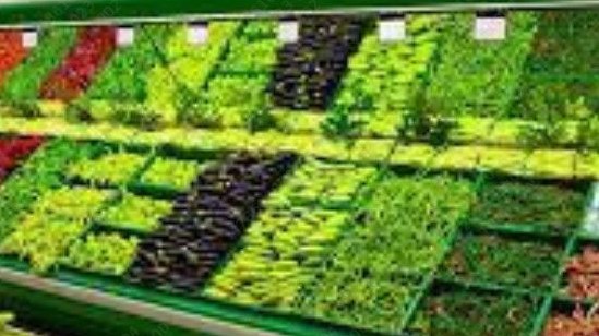 Rau Tươi Mỗi Ngày - Khương Thượng