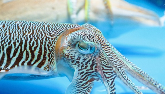 MỰC NHẢY BIỂN ĐÔNG - Thuỷ Hải Sản Tươi Sống - Đường D1