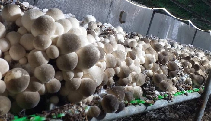 Nấm Sạch Thành Vinh - Nấm Ăn - 09 Nguyễn Viết Nhung