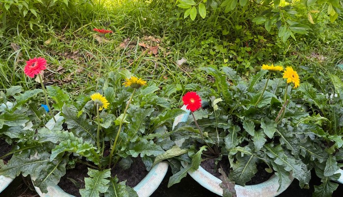 Nhung - Tester Wallet 2 - mường thanh