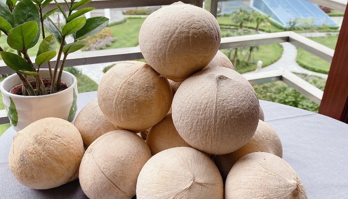 DỪA XIÊM - COCONUT - Đỗ Thừa Luông