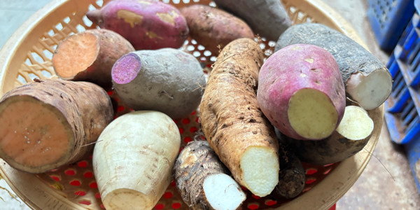 Yaya Khoai La - Nông Sản - Cô Bắc