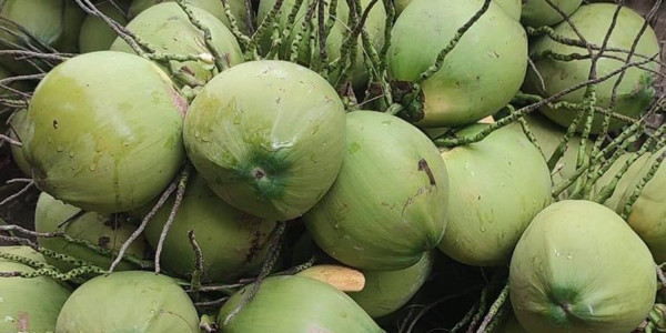 Dừa Xiêm Bến Tre - Nước Dừa, Nước Mía & Đồ Ăn Vặt - Bồ Đề