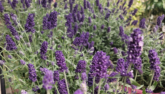 Quán test - Cơm - TCH