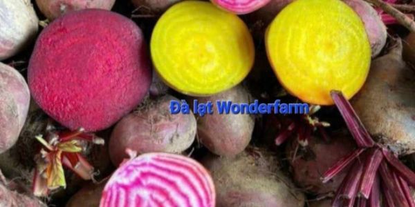 Dalat Wonder Farm  - Rau Củ Quả - Phan Tây Hồ 