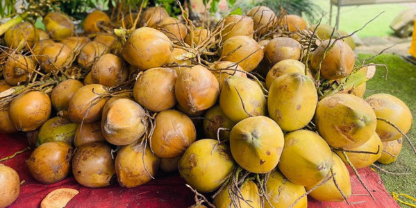 Dừa Xiêm Bến Tre - Lý Thái Tông