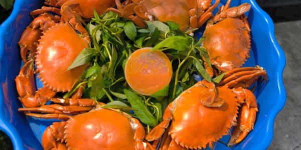 GHẸ HẤP THÙY TRANG