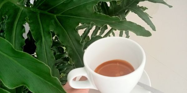 TOM Coffee, Sinh Tố & Nước Ép