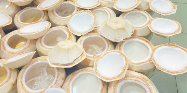 Dừa Bến Tre 190 - Dừa - Bạch Đằng